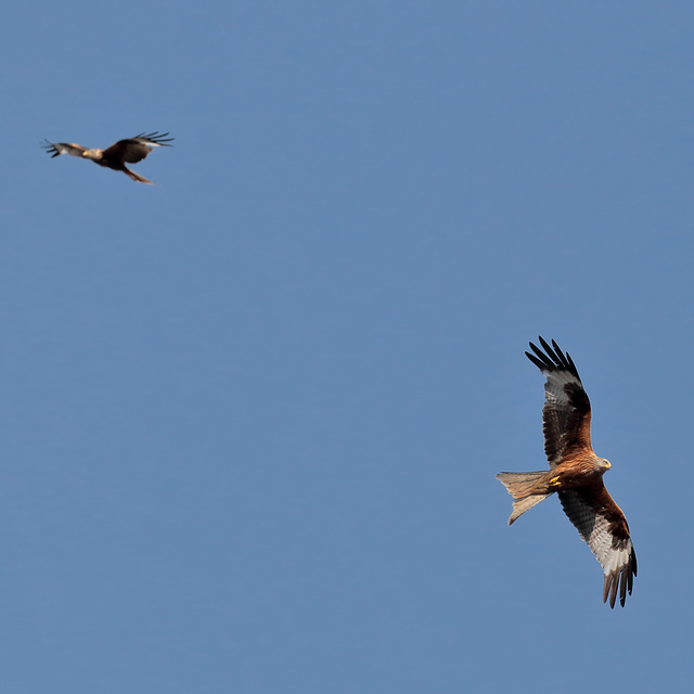 EOS 6D Peter Harriman 17 32 20 32389 redKite3 dpp