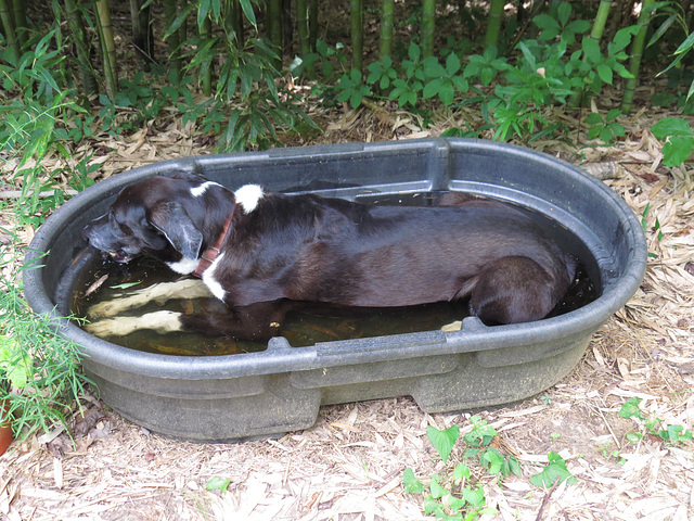 Garip cooling off on a hot day Garip cooling off on a hot day