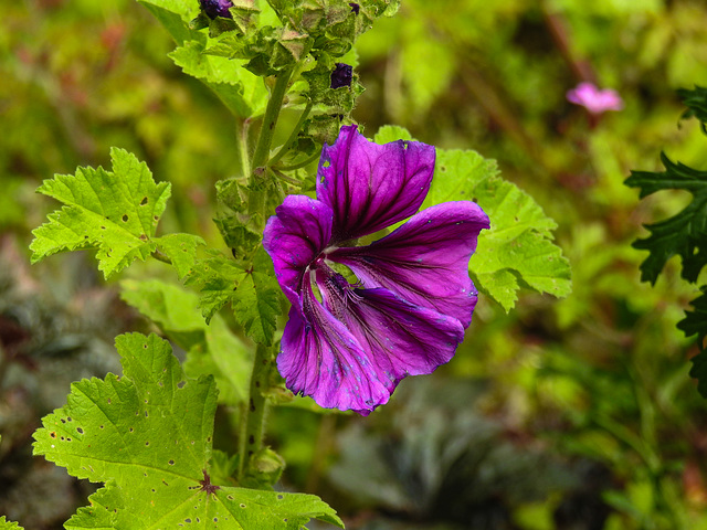 20200611 8363CP [D~LIP] Wilde Malve (Malva sylvestris), Bad Salzuflen