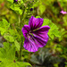 20200611 8363CP [D~LIP] Wilde Malve (Malva sylvestris), Bad Salzuflen