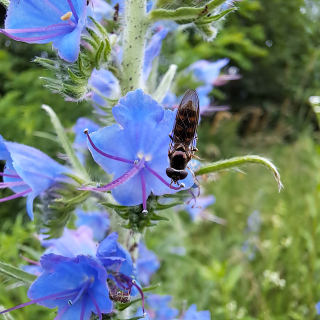 Gewöhnlicher Natternkopf (Echium vulgare)