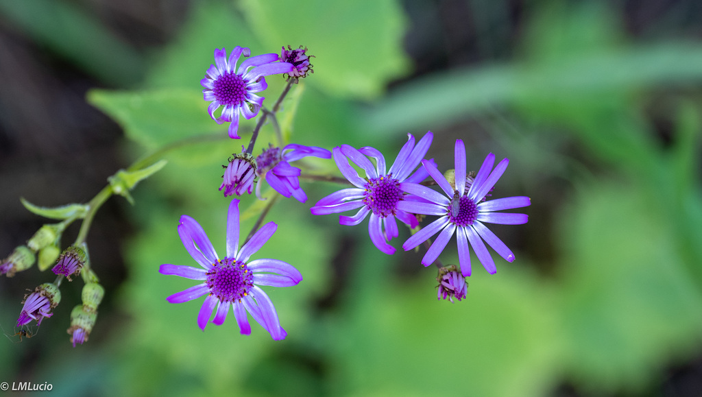 Palomera (Pericallis Ianata)