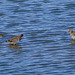 Black Tailed Godwits