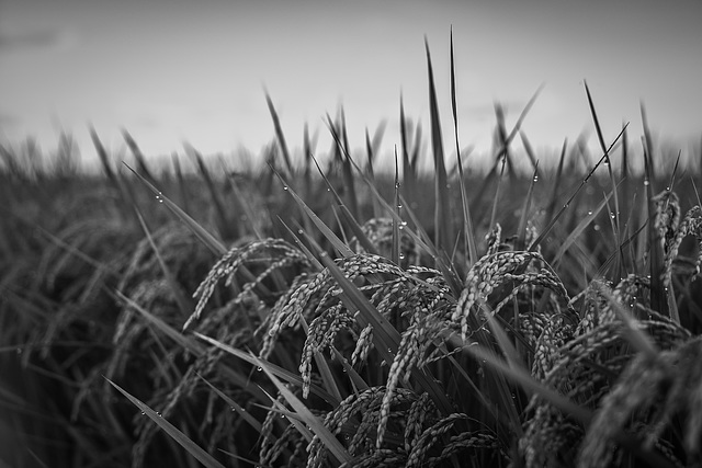 Rice grain and dew