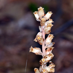 pinesapDSC 3275 cropped pinesapDSC 3275 cropped