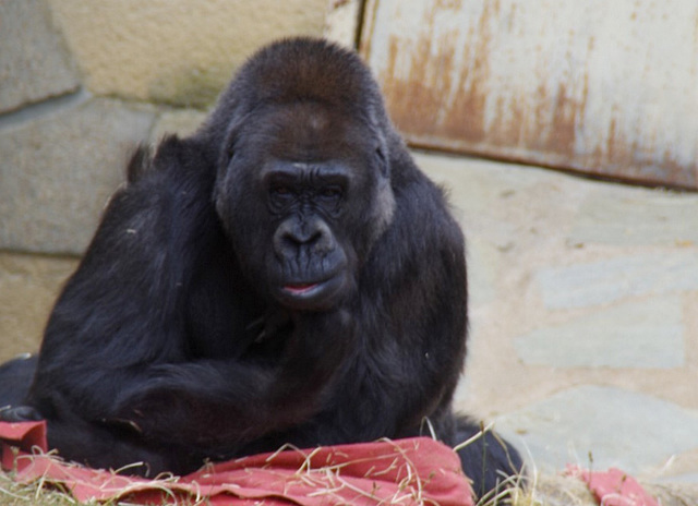 Gorille !