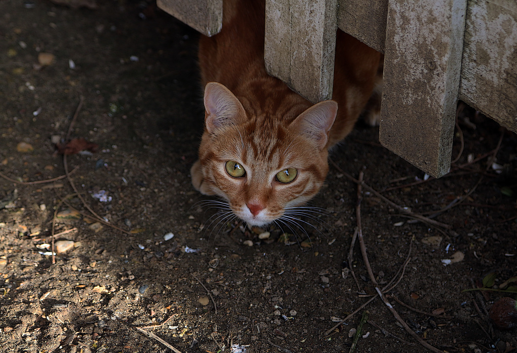 On a échangé quelques mots ( moi bonjour le chat , lui miaou )  et chacun a repris son chemin