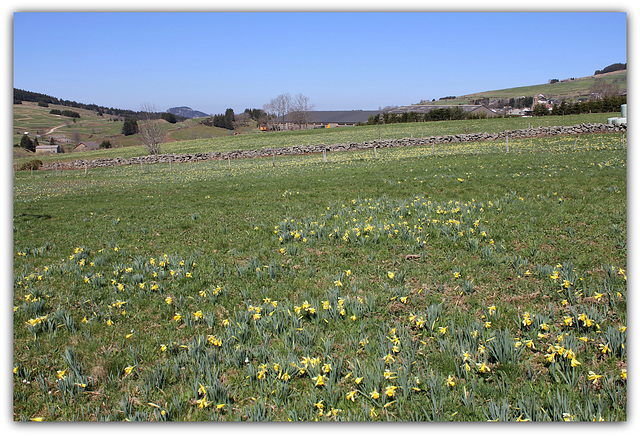 Le temps des Jonquilles (12)