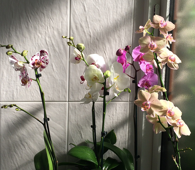 Orchids appreciate high humidity levels - these live in a shower-room