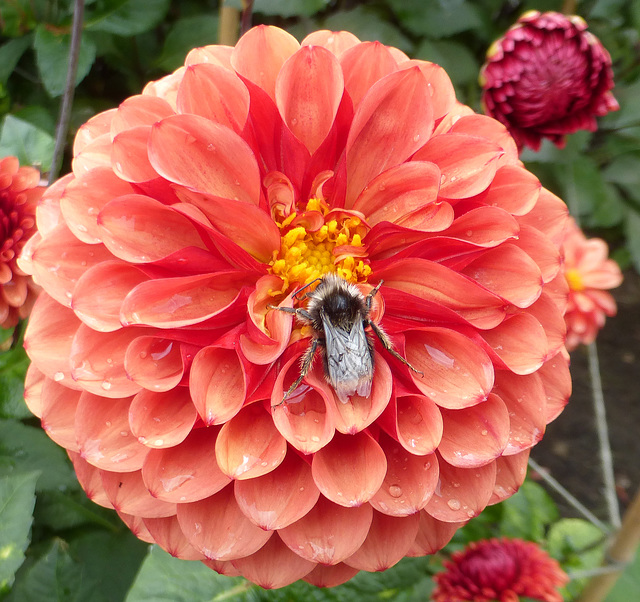 Bee on dahlia