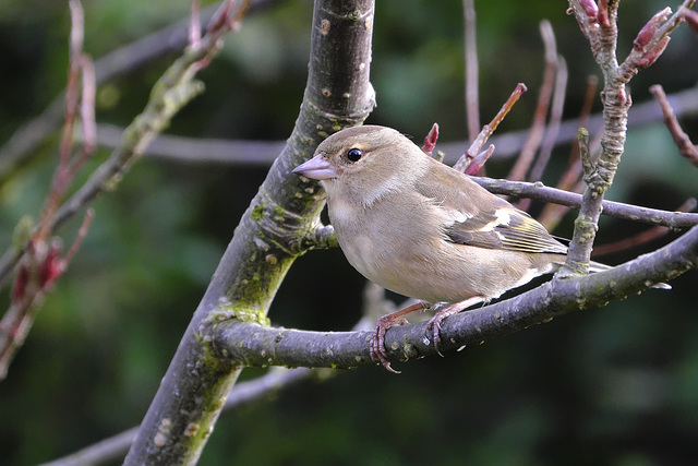 Female Chaffinch