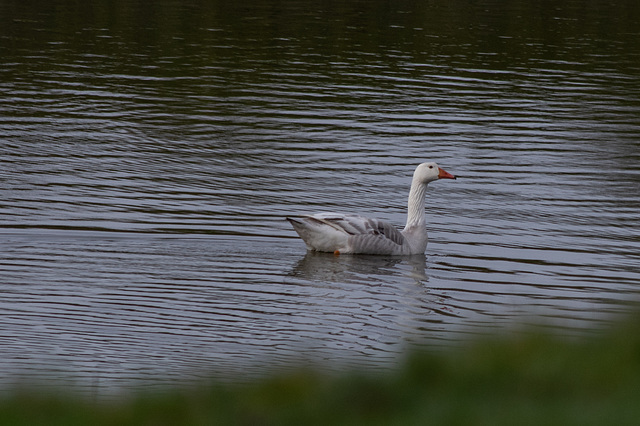 An attractive hybrid Goose