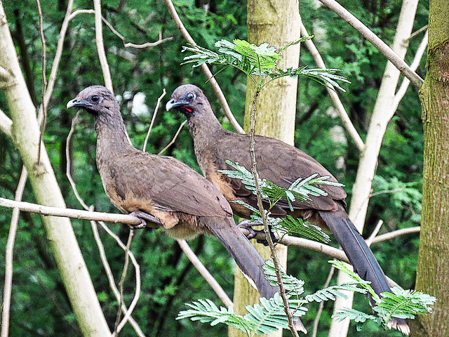 Day 6, Plain Chachalaca / Ortalis vetula