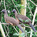 Day 6, Plain Chachalaca / Ortalis vetula