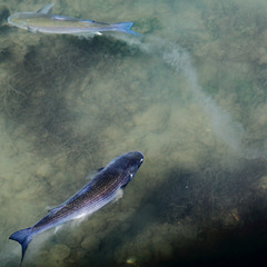 EOS 60D Unknown 2019 08 20 00125 Fish dpp