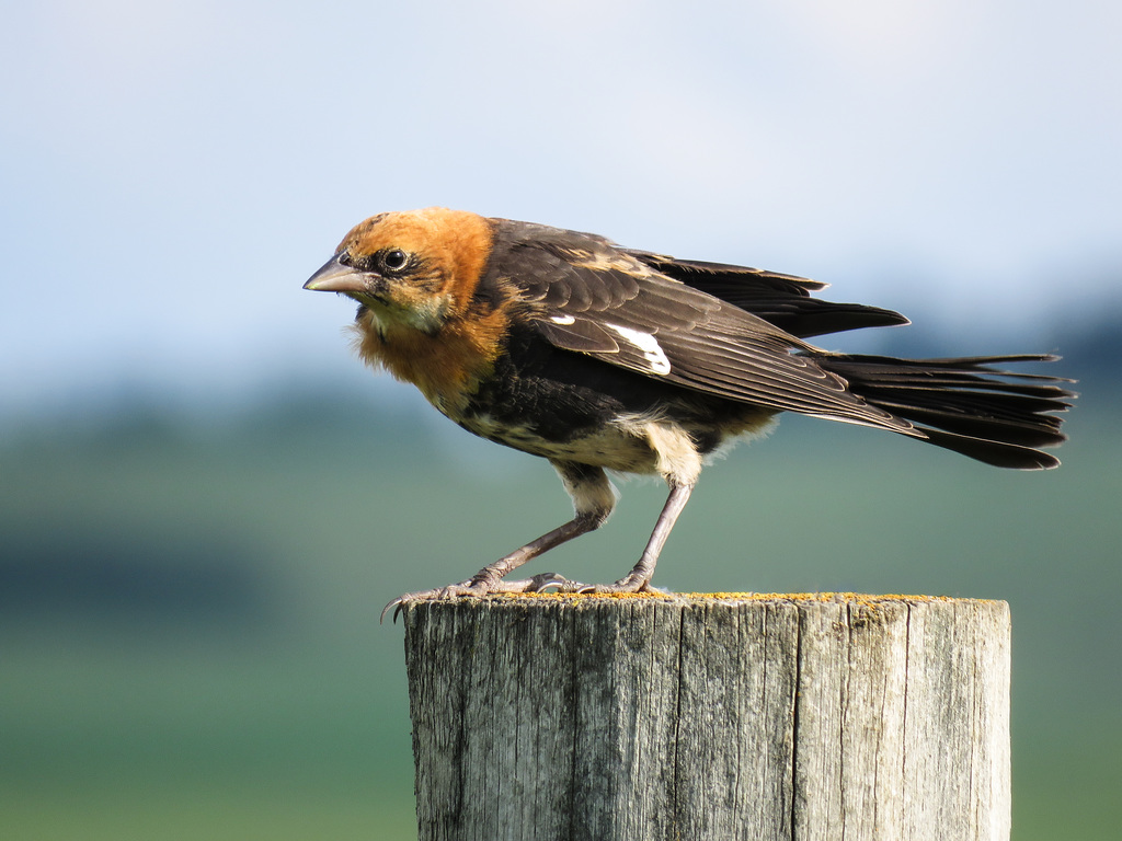 Yellow-headed Blackbird female