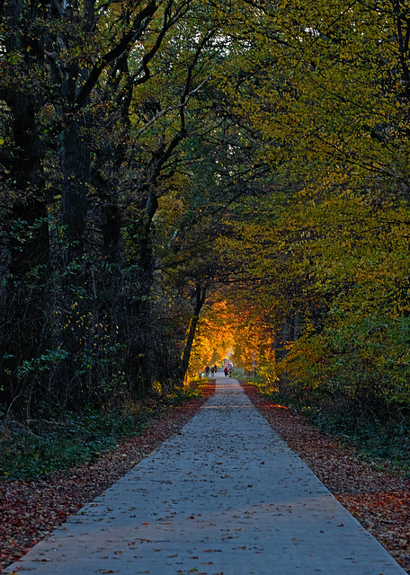 Autumn getaway in the woods !