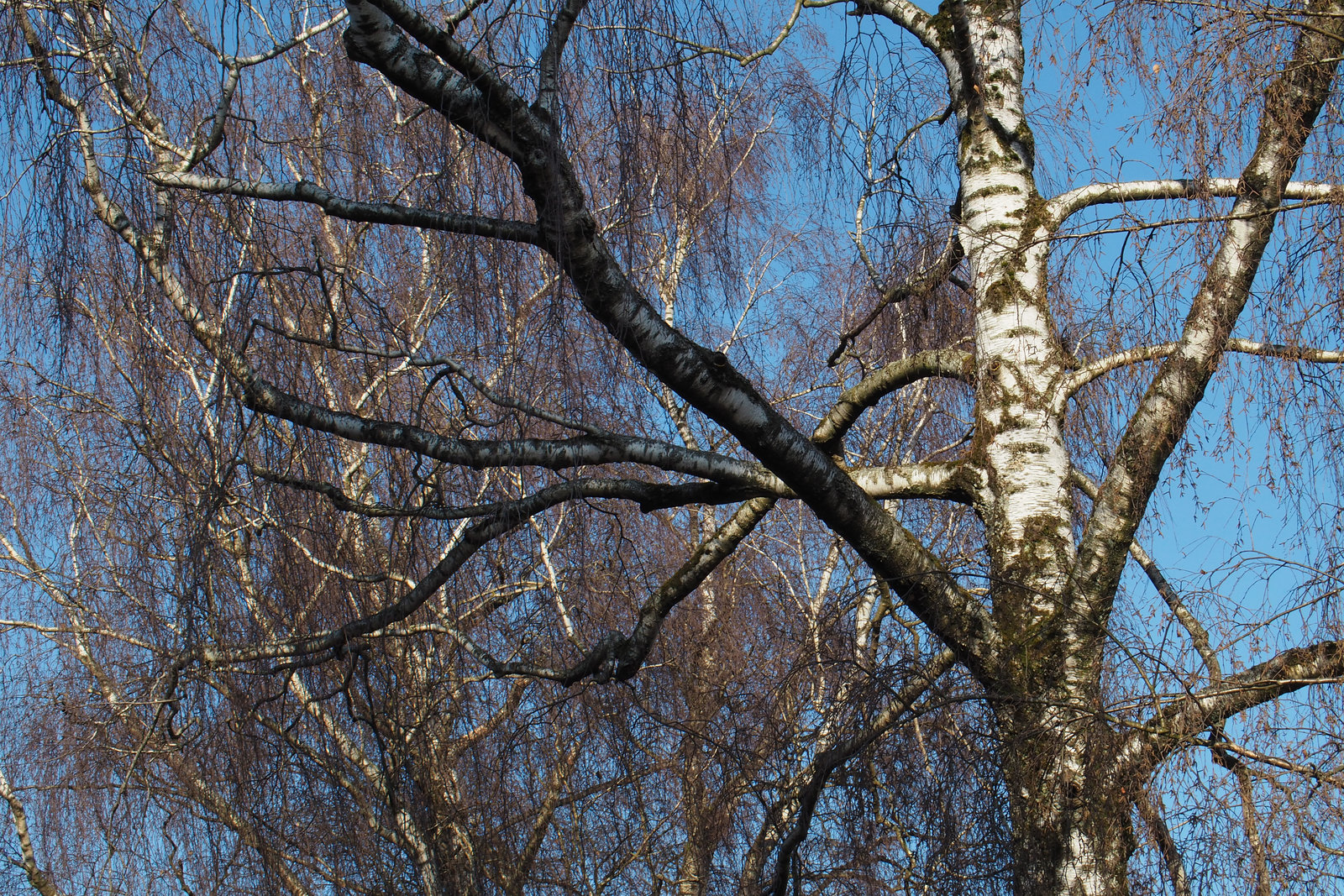 2022-02-10 15'47'04 E-M5 0137