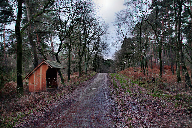 Flaesheimer Weg (Haard, Oer-Erkenschwick) / 26.12.2023