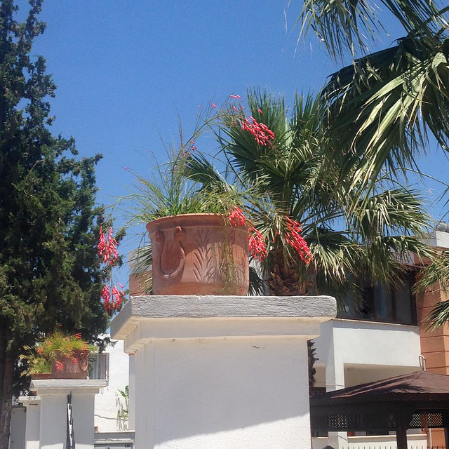 Blue skies, white walls and green plants