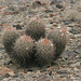 Budding barrel cactus