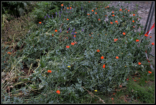 Glaucium flavum var. aurantiacum (1)