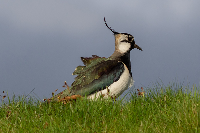 Ruffled feathers