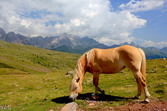 Rifugio Laresei (2260 slm) - cavallo avelignese o Haflinger