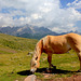 Rifugio Laresei (2260 slm) - cavallo avelignese o Haflinger