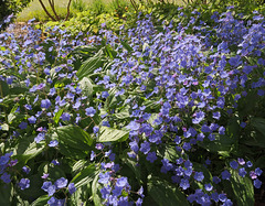 Blue flowers