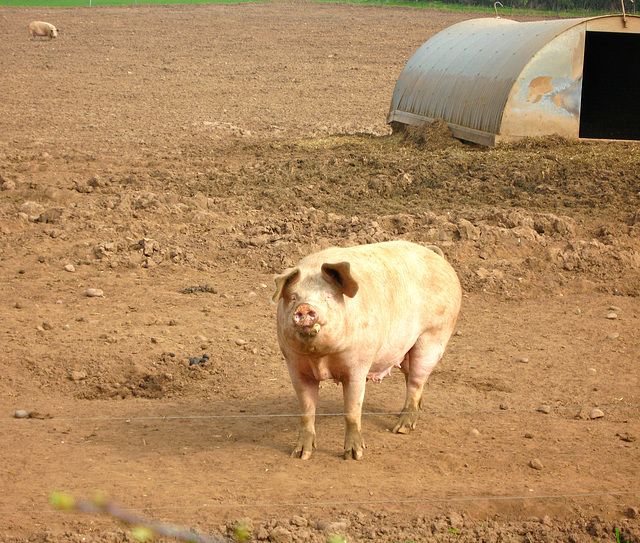 Resident of Dirtyfoot Lane