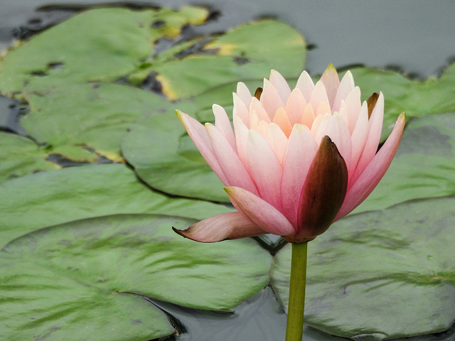 Day 6, Water Lily at the National Butterfly Centre