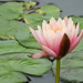 Day 6, Water Lily at the National Butterfly Centre