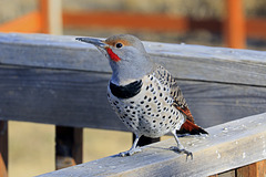 Northern Flicker