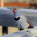 Northern Flicker