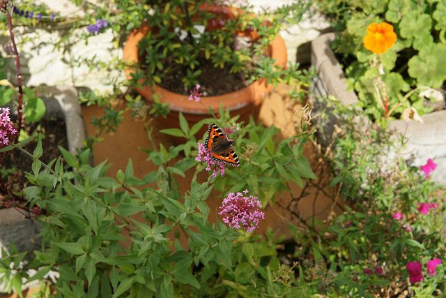 Butterfly In Totnes