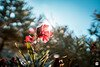 Flowers in the north Italian hill's