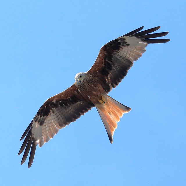 EOS 6D Peter Harriman 15 47 37 32485 redKite1 dpp