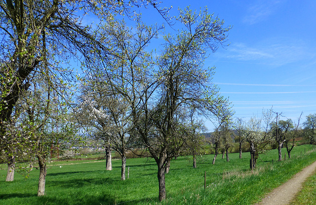 Rund um Heimersheim