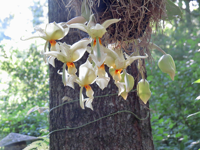 Stanhopea flowers