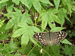 Speckled Wood Butterfly  (+PiP)