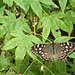 Speckled Wood Butterfly  (+PiP)