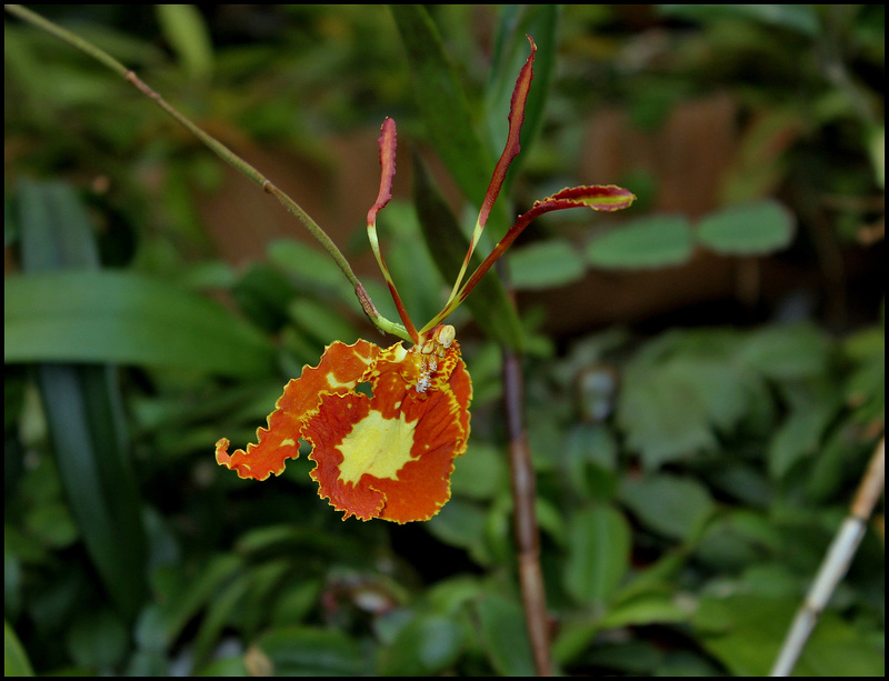 Psychopsis papilio