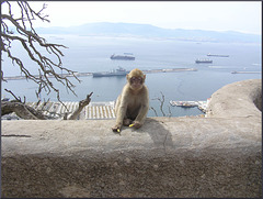Gibraltars Affen lieben Nudeln...