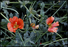 Glaucium flavum var. aurantiacum (2)