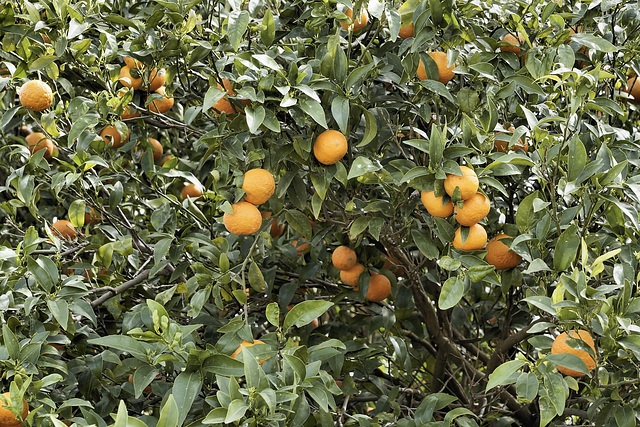 Fresh Oranges – Moshav Beit Hillel, Upper Galilee, Israel