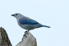 Blue-gray tanager EF7A5058