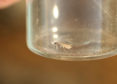 Phyllonorycter sp.