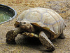 Day 6, 'Spike', a giant African Spurred Tortoise