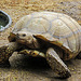 Day 6, 'Spike', a giant African Spurred Tortoise